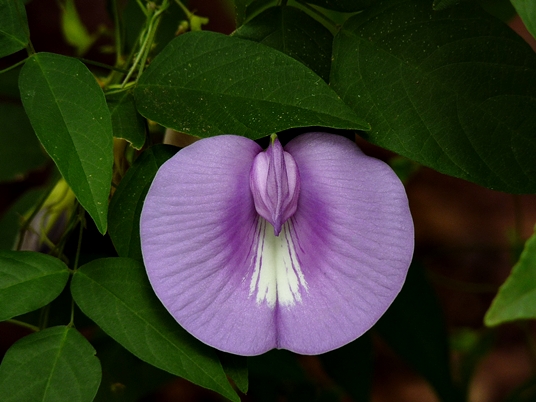 {Centrosema virginianum}